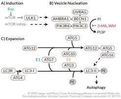 Proteasom subunits of the yeast with related human horthologs. Recycling Der Zelle Autophagozytose Und Die Ubiquitin Proteasom Prozesse Biomol Blog Ressourcen Biomol Gmbh Life Science Shop