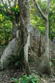 Image result for Heritiera