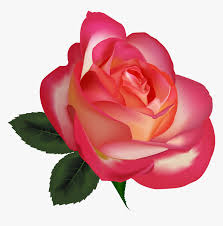 See more ideas about beautiful flowers, planting flowers, pretty flowers. Pink Roses Flowers Png Beautiful Clip Art Transparent Png Kindpng