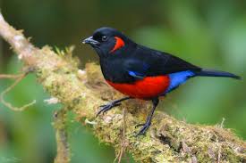 Image result for Bertiera angusiana