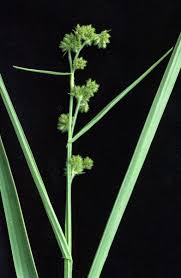 Image result for Fuirena obcordata