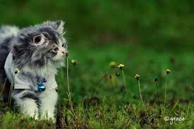 Wallpaper kucing kartun lucu hd satwa foresteract com. Curhatan Kucing 1024x768 Download Hd Wallpaper Wallpapertip