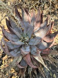 Image result for Aloe pienaarii