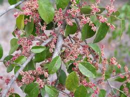 Image result for Hymenocardia