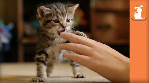 Make a yelping sound or shout ow! in a high pitched voice immediately she bites and disengage from her. Playful Kitten S New Favorite Toy Is Human Hands Kitten Love Youtube