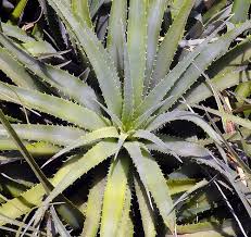 Image result for Aloe carnea