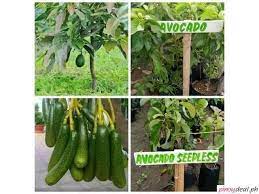 Our fruit trees are grown and grafted in texas, and when established they are very drought and heat tolerant. For Sale Grafted Fruit Trees Dwarf Coconut Philippines Buy And Sell Marketplace Pinoydeal