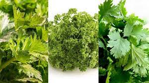 Namun, selain untuk penyedap makanan, daun ketumbar juga bermanfaat sebagai bahan utama dalam obat herba, juga bahan baku minyak wangi, dan dalam industri. Punya Bentuk Mirip Ini Cara Bedakan Seledri Pertseli Dan Daun Ketumbar Hot Liputan6 Com