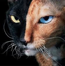‪Cats revealed in all their glory in stunning new photographs | New Scientist‬‏