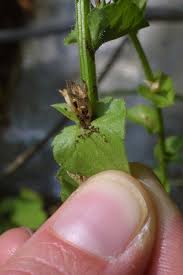 Image result for Tridactyle filifolia