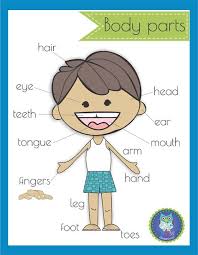 You can do the exercises online or download the worksheet as pdf. Body Parts