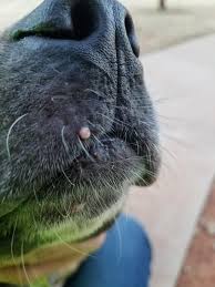 Anyone can get an ingrown hair. My Dog Has A Light Pink Mole Looking Thing That Has Been Getting Bigger It Is Located Just About The Upper Lip But On The Out Side Of Petcoach