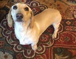 Two of our sires are second generation english cream dachshunds. Twinkie Girl Ee Cream Shorthair Miniature Dachshund This Girl Is Stout And Such A Sweetheart Dachshund Puppies Dachshund Puppy Miniature Miniature Dachshund