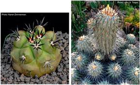 Like the hedgehog itself, the hedgehog cactus (echinocereus engelmannii) is covered hedgehog cacti do best in rocky soil, and are commonly found in desert grasslands, mountain deserts and it is usually found within or against various rock formations. The Huntington Botanical Gardens Presents The 2016 Offering Of International Succulent Introductions