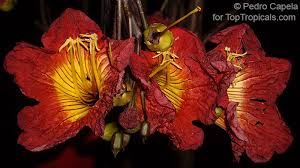 Image result for Fernandoa magnifica