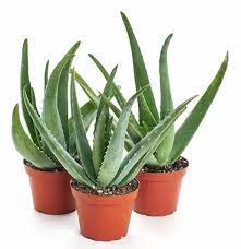 It also works in the human body. How To Grow Aloe Plants What Kind Of Soil Do Aloe Plants Need