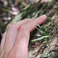 Image result for Grammitis