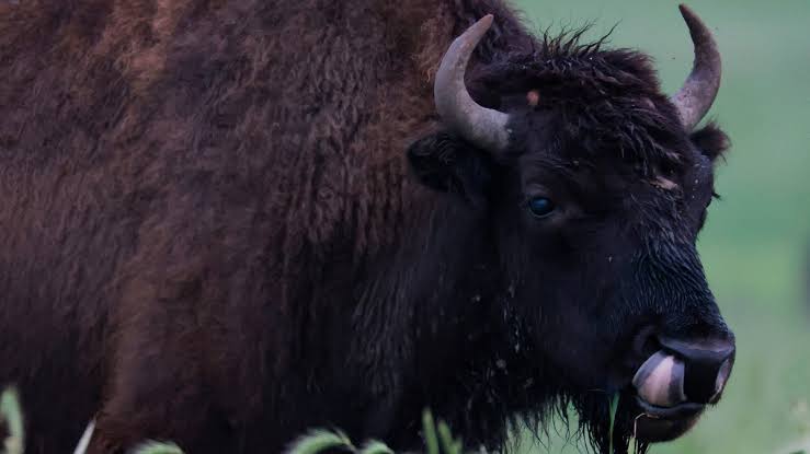 Video capta a bisonte embistiendo y lanzando por los aires a turista en el  Parque Nacional de Yellowstone, en EE. UU. - UnoTV