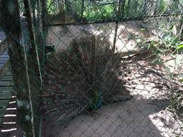 Burung adalah anggota kelompok hewan bertulang belakang yang memiliki bulu dan sayap. Burung Merak Picture Of Borneo Tropical Rainforest Resort Miri Tripadvisor