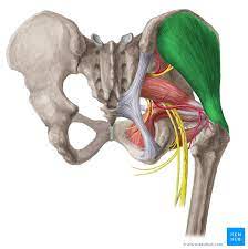 Below are two human body muscle diagrams, showing the front and back of the body. Gluteus Medius Origin Insertion Innervation Function Kenhub