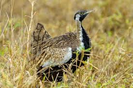 Image result for Scleria catophylla