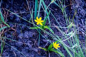 Image result for Clutia angustifolia