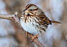 Song sparrows shuffle and mix their tunes • Earth.com