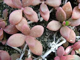 Image result for Delosperma tradescantioides