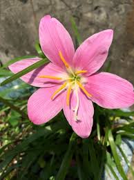 Image result for Zephyranthes minuta