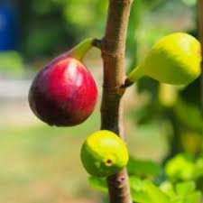 Best fruit trees to grow in florida. Fruit Trees For Sale In Melbourne Heritage Fruit Trees All Green