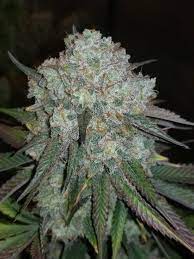 Mimosa 8 Weeks Into Flower New Pistils Fox Tailing Grasscity Forums The 1 Marijuana Community Online