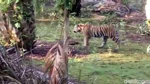 Porno manusia vs harimau bg1.flv. Keluarkan Harimau Dari Kebun Sawit Di Inhil Bbksda Datangkan Pawang Dari Aceh