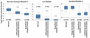Read about bladder cancer symptoms, signs, treatment, prognosis, survival rates, staging, and causes. Ijms Free Full Text Anti Cancer Effects And Tumor Marker Role Of Glutathione S Transferase Mu 5 In Human Bladder Cancer