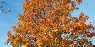 You can type a title, subject. 3 Different Types Of Maple Trees In Maine Progardentips