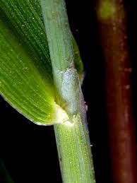 Image result for Anthephora