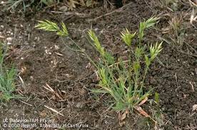 Image result for Pseudobromus