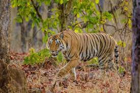 How Do Tigers Hunt Their Prey Tigers Cannot Follow Prey For Long Distances They Are Ambush Hunters Preferring To Sneak Up On Thei Animals Wild Boar Prey