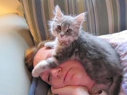 Kedi Ile Uyumak Patiliyo 5 Sevimli Kediler Evcil Hayvanlar Kedi