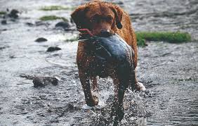 Chesapeake bay retriever puppies for sale uk. Chesapeake Bay Retriever Would This Breed Suit Me