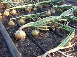 Identifying Bulb Types Understanding Bulbs Corms Rhizomes