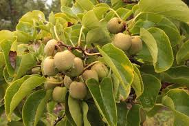 Image result for foto minikiwi