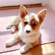Maybe you would like to learn more about one of these? 8 Corgi Puppies For Sale Ideas Puppies Corgi Puppies For Sale Cute Baby Animals