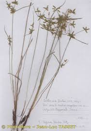 Image result for Pycreus flavidus