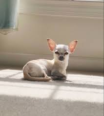 Skeptical Chihuahua Teacup Chihuahua Puppies Cute Chihuahua Chihuahua Puppies