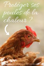 Quels Soins Anti Chaleur Pour Vos Poules Guide Pour Elever Des Poules Dans Son Jardin Elever Des Poules Poule Elevage De Poules