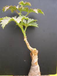 Image result for Cyphostemma quinatum