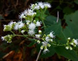 Image result for Ageratina vernalis