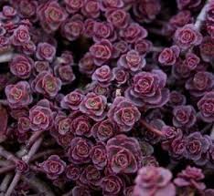 Magical, meaningful items you can't find anywhere else. Details About 50 Sedum Purple Carpet Seeds Deep Rose Pink Flowering Succulent Combsh Flowering Succulents Purple Carpet Ground Cover Plants