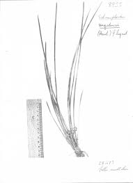 Image result for Schoenoplectiella senegalensis