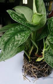 Maybe you would like to learn more about one of these? It S Not A Pothos Meet The Scindapsus Pictus House Plant Hobbyist